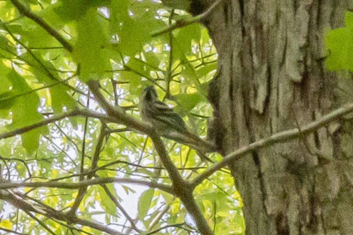 Black-and-white Warbler - ML341183041
