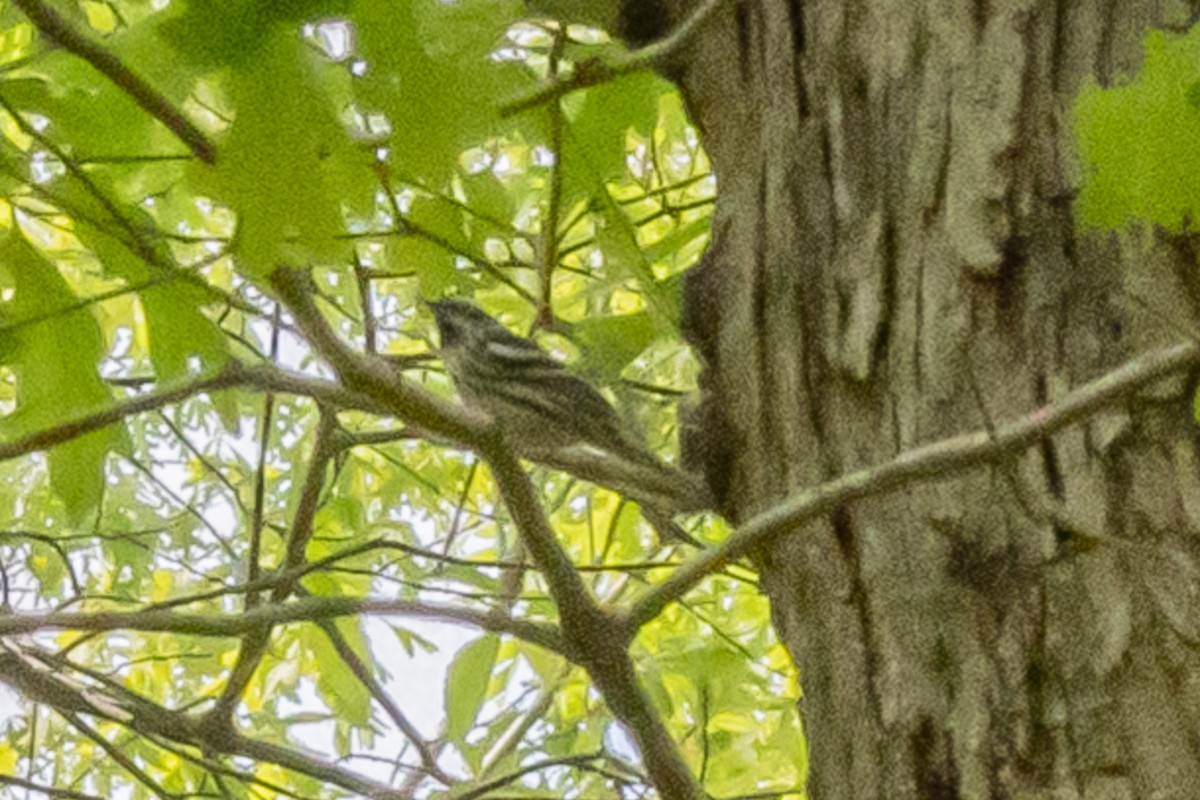 Black-and-white Warbler - ML341183061