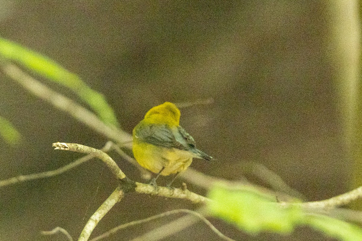 Prothonotary Warbler - ML341183351