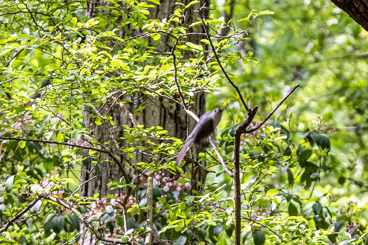 Tufted Titmouse - ML341183571
