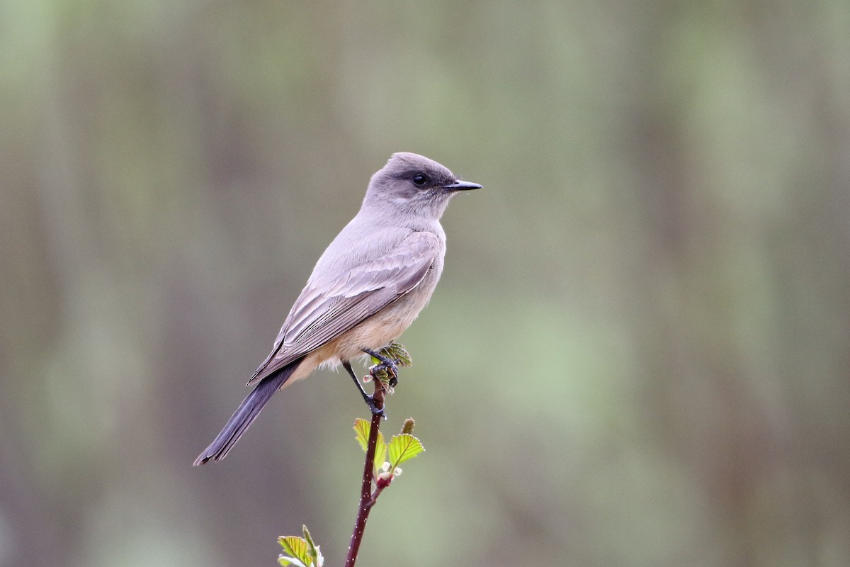 Say's Phoebe - ML341183751