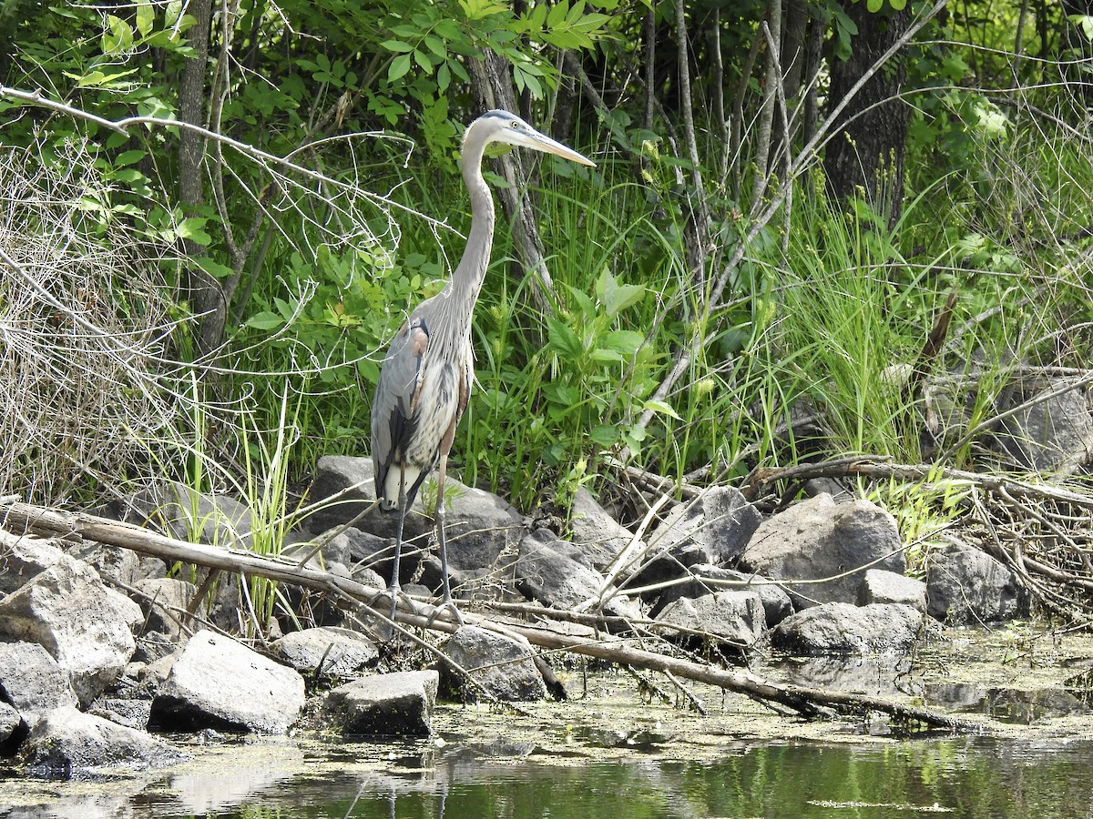 Great Blue Heron - ML341183891