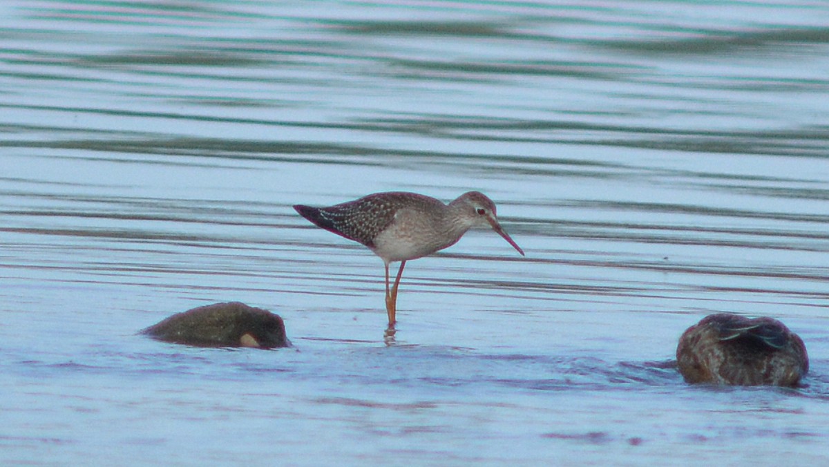 Lesser Yellowlegs - Carl Winstead