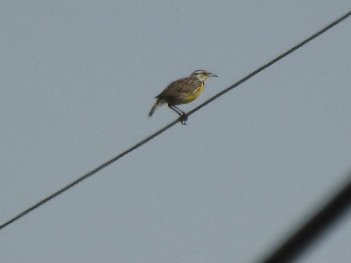 Eastern Meadowlark - ML341184191