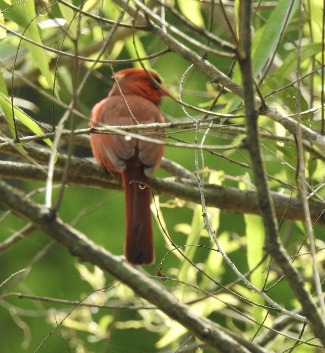 Northern Cardinal - ML341184441