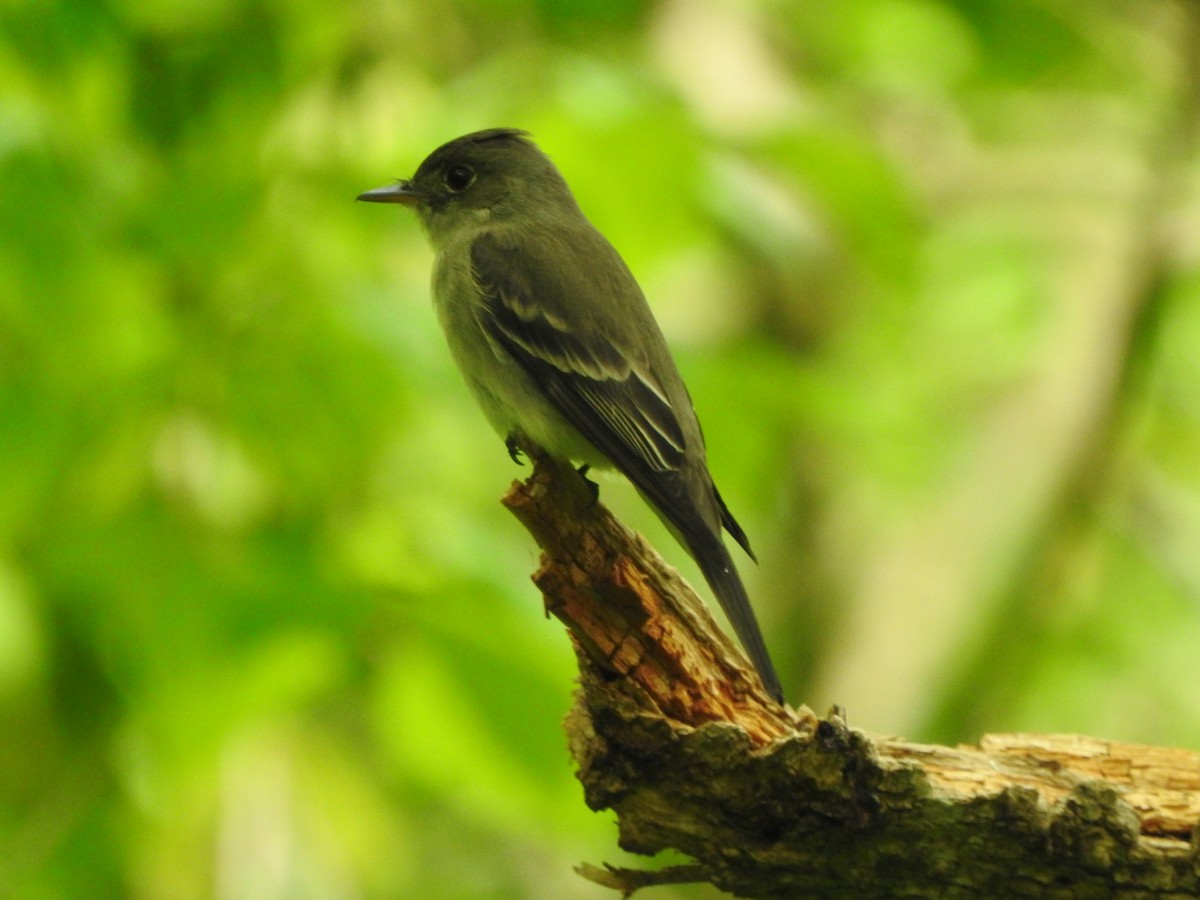 Eastern Wood-Pewee - ML341184491