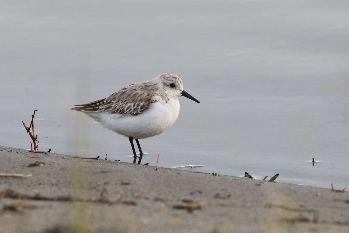 Sanderling - ML341184541