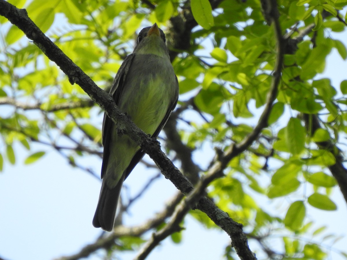 Eastern Wood-Pewee - ML341184721