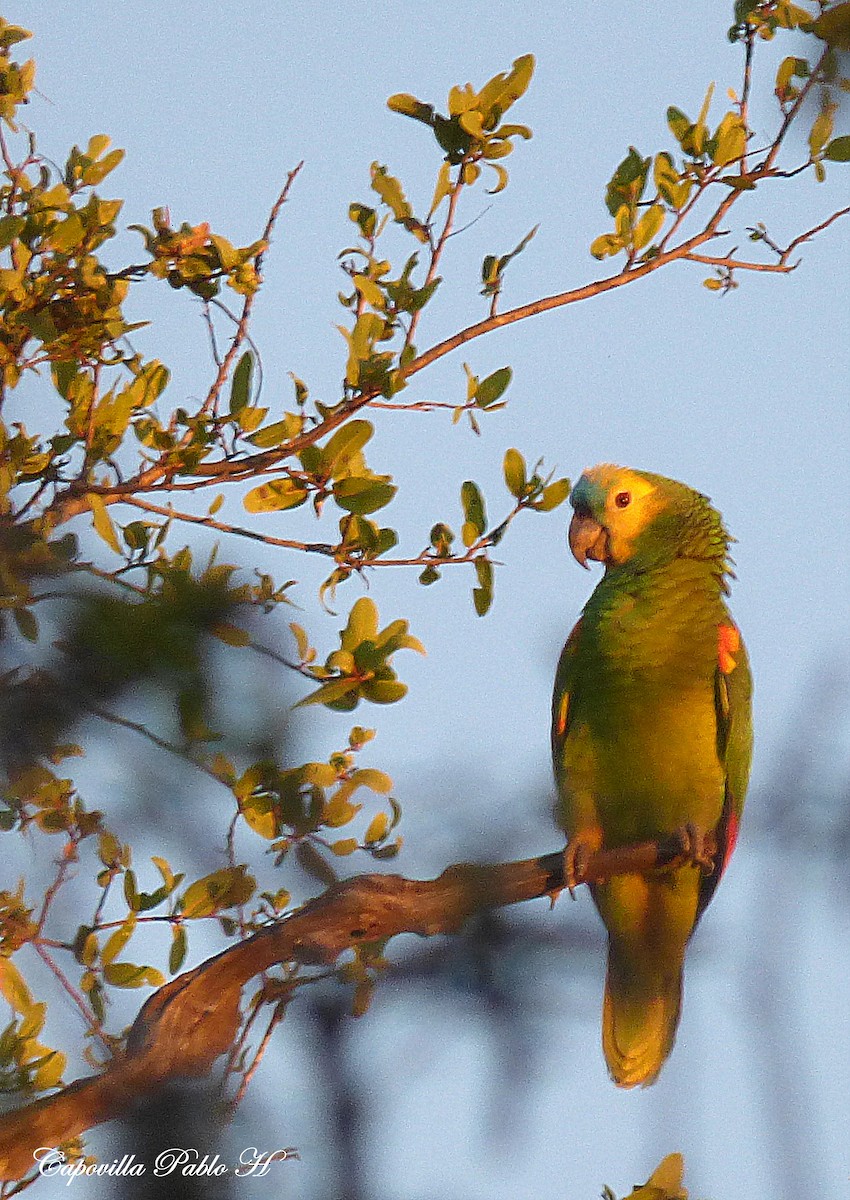 Turquoise-fronted Parrot - Pablo Hernan Capovilla