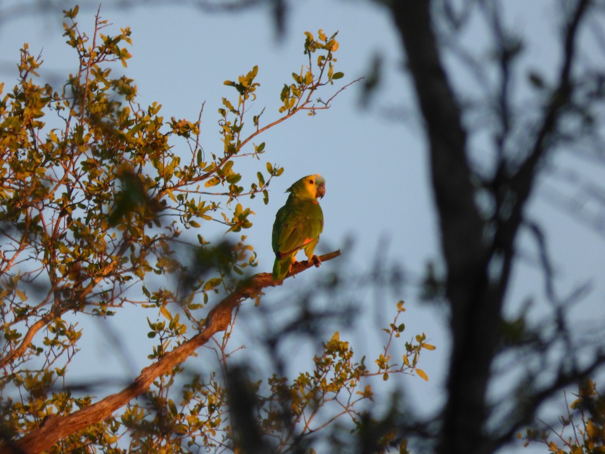 Turquoise-fronted Parrot - ML341186341