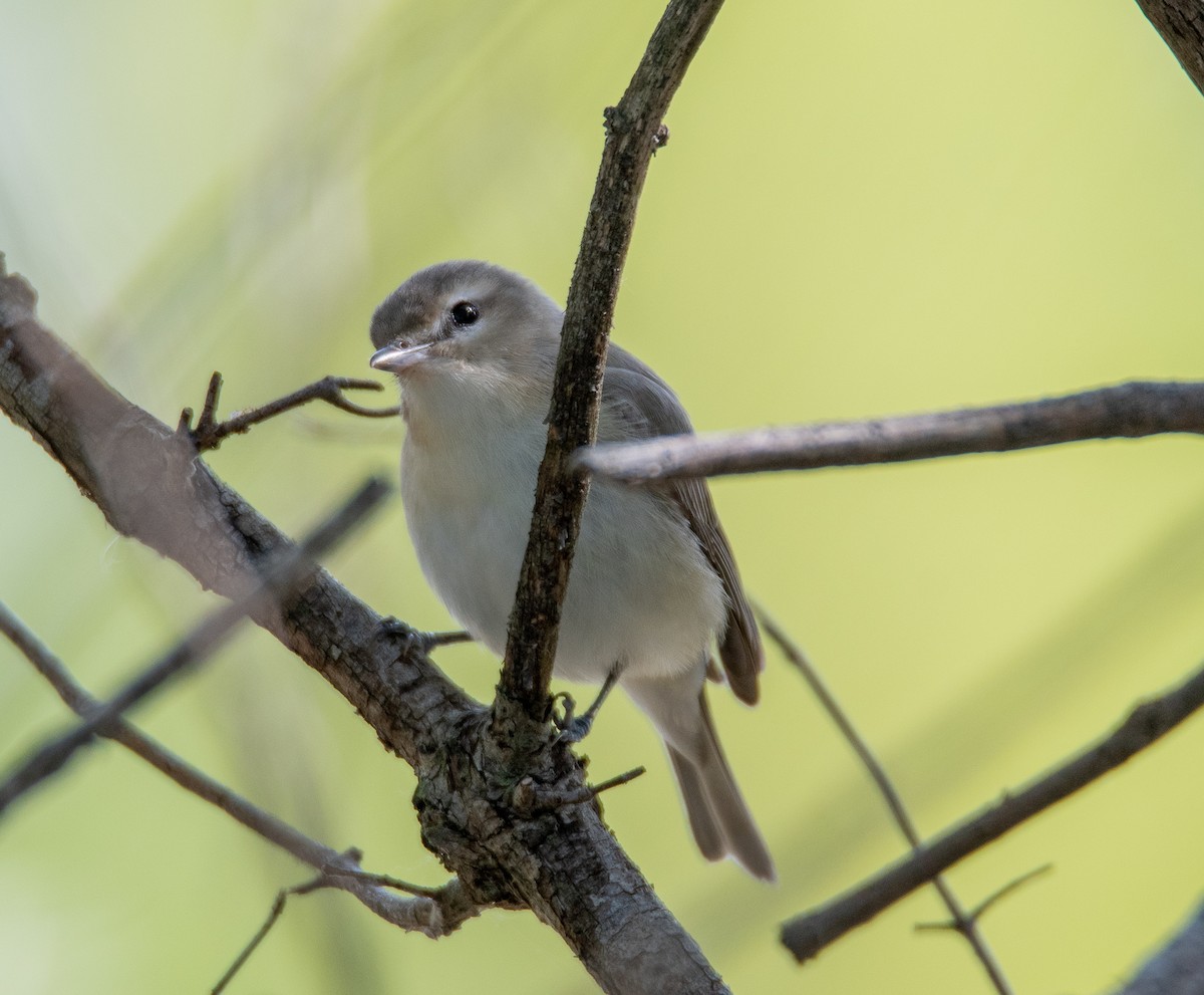 Warbling Vireo - ML341186691