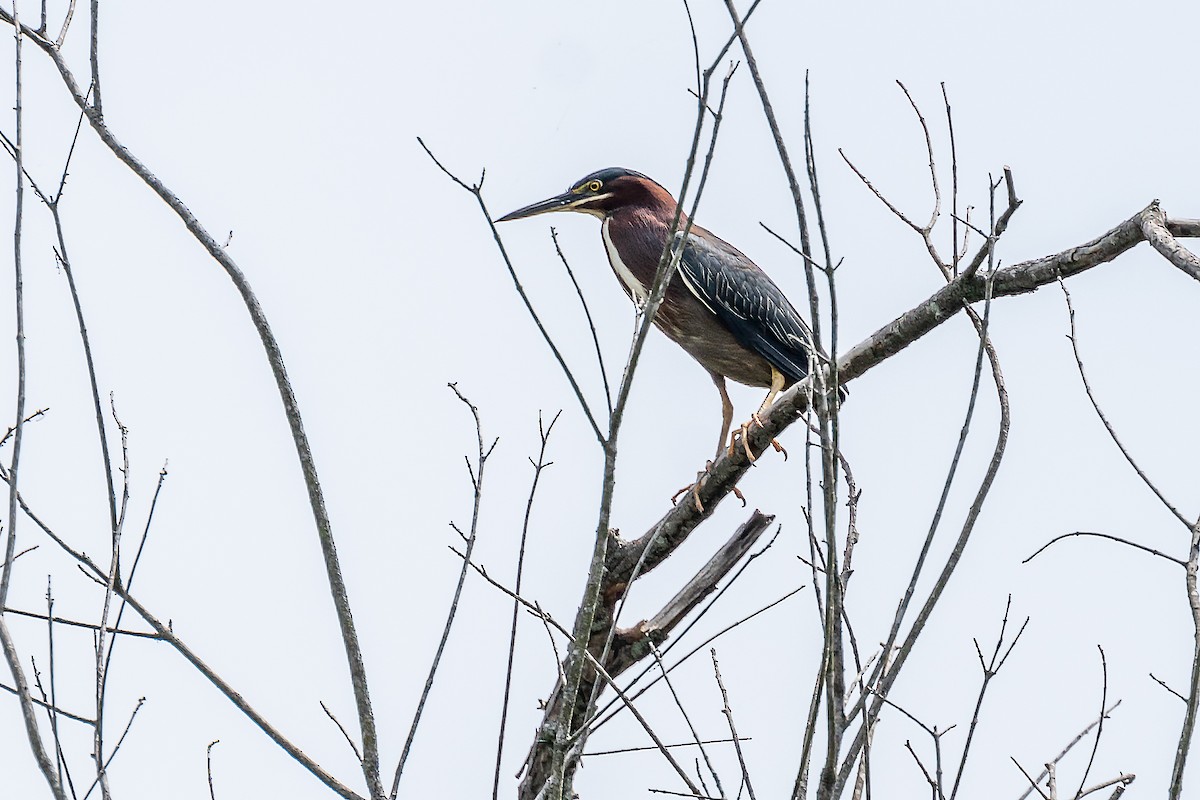 Green Heron - ML341186831