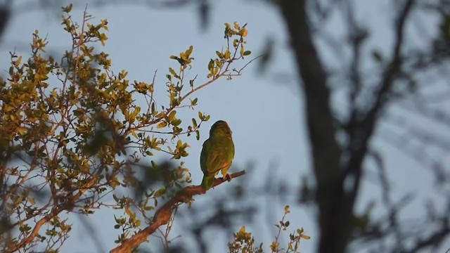 Turquoise-fronted Parrot - ML341187101