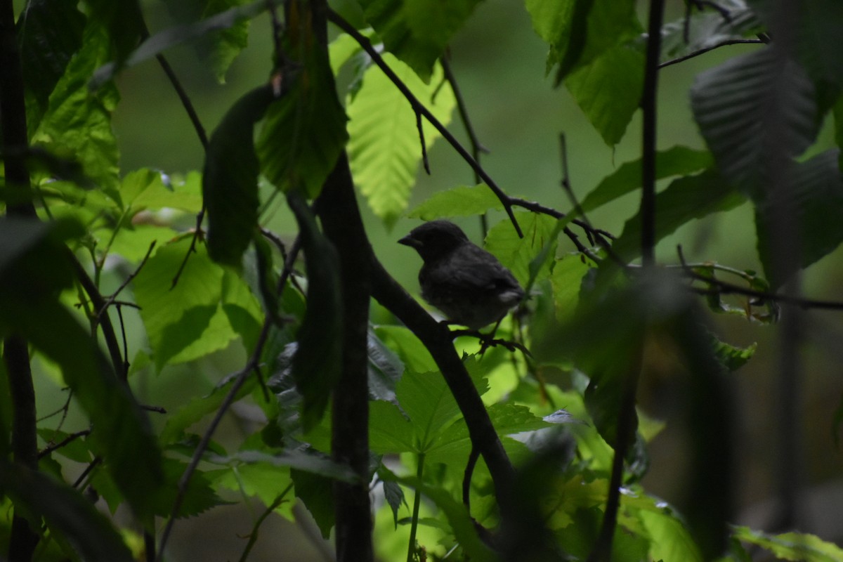 Dark-eyed Junco - ML341187431