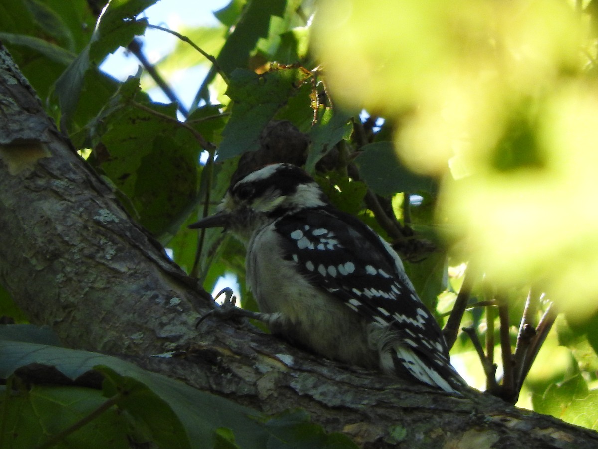 Downy Woodpecker - ML34119101