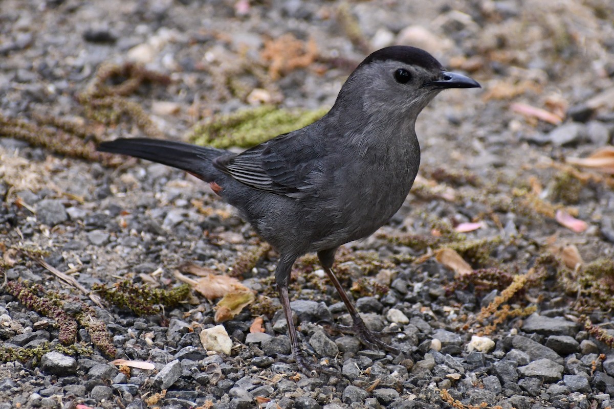 Gray Catbird - Kevin Kelly