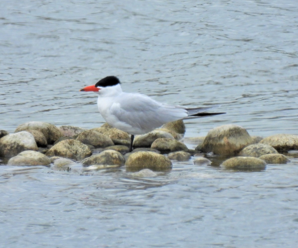 Caspian Tern - ML341192691