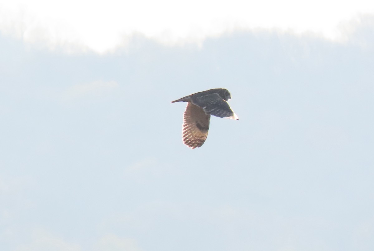 Short-eared Owl - ML341192971