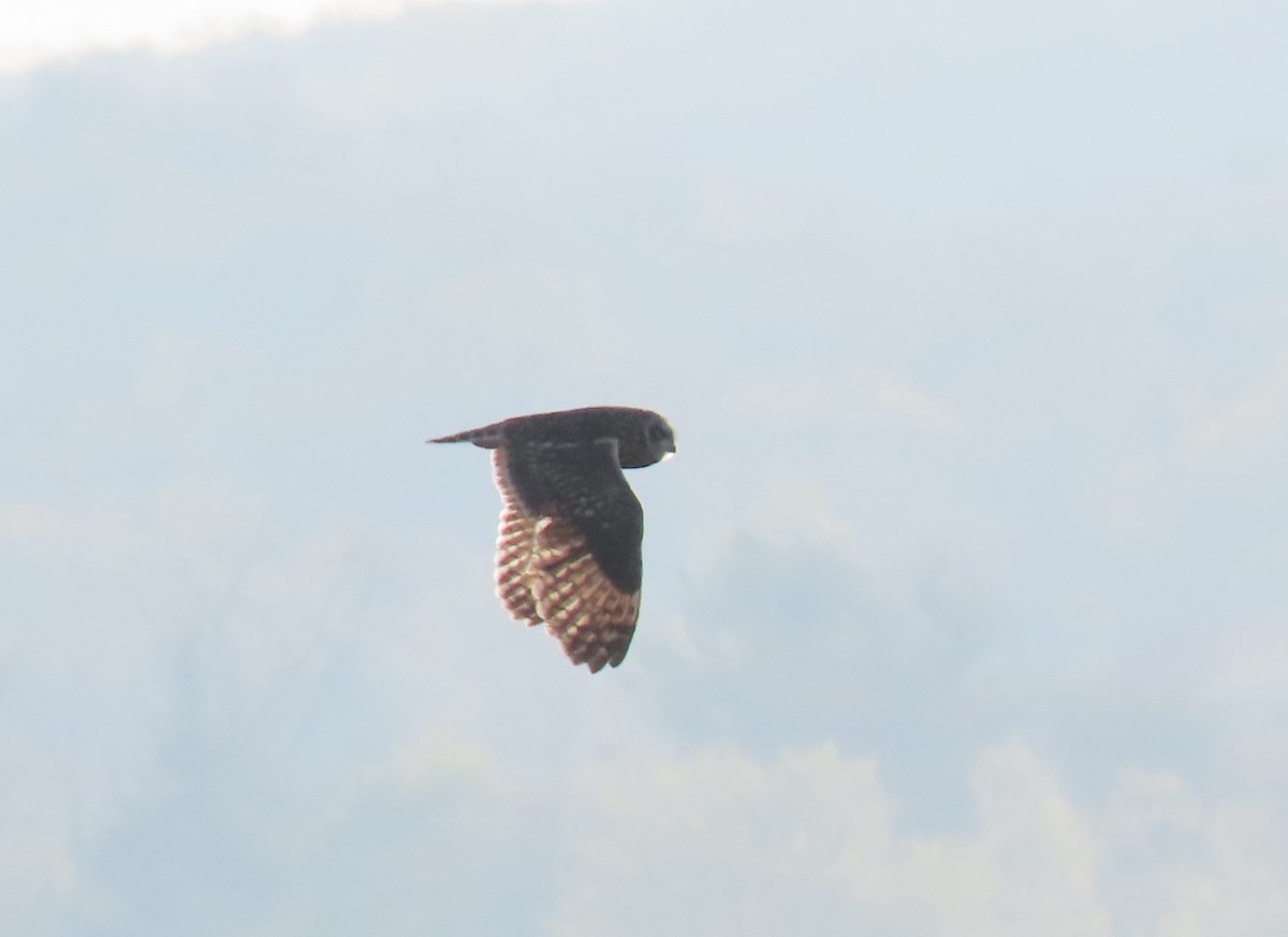 Short-eared Owl - ML341192981