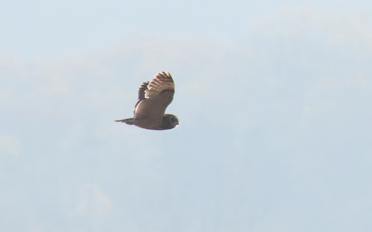 Short-eared Owl - ML341192991