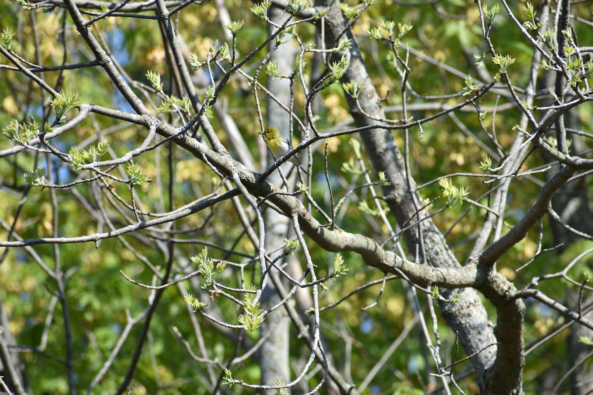 Yellow-throated Vireo - ML341193021