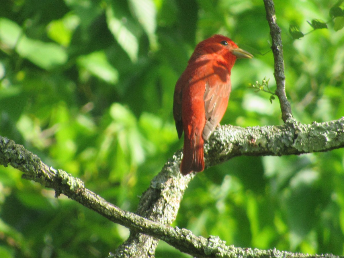 Summer Tanager - ML341195011