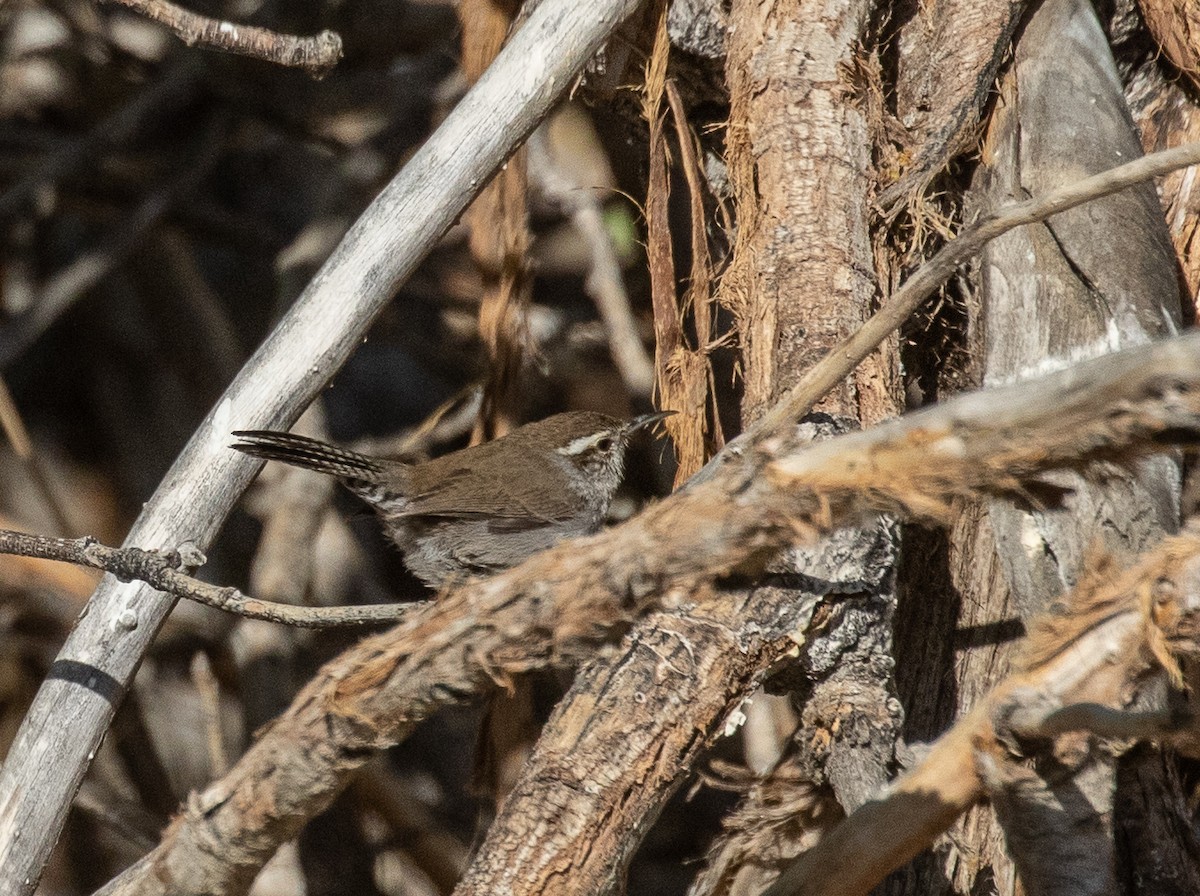 Bewick's Wren - ML341196261
