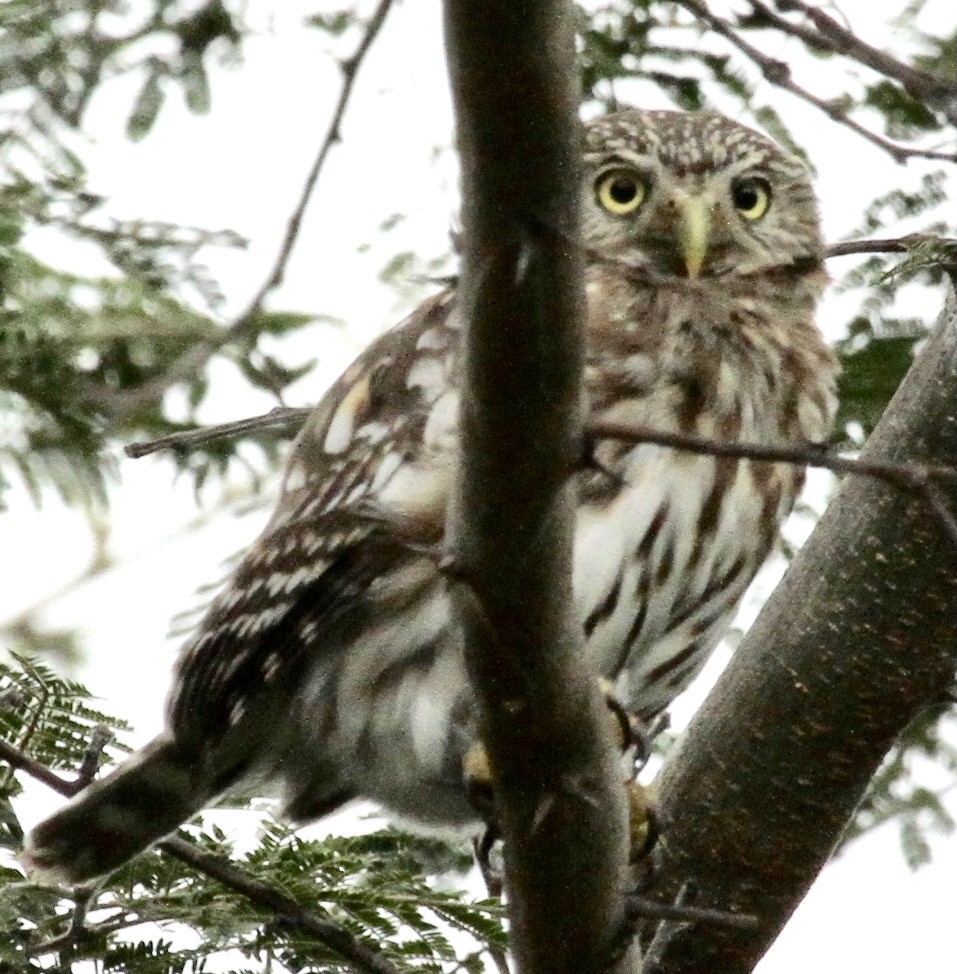 Peruvian Pygmy-Owl - ML341196921