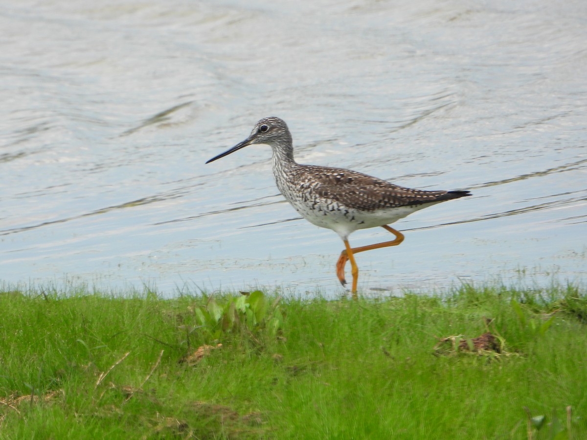 Greater Yellowlegs - ML341197101