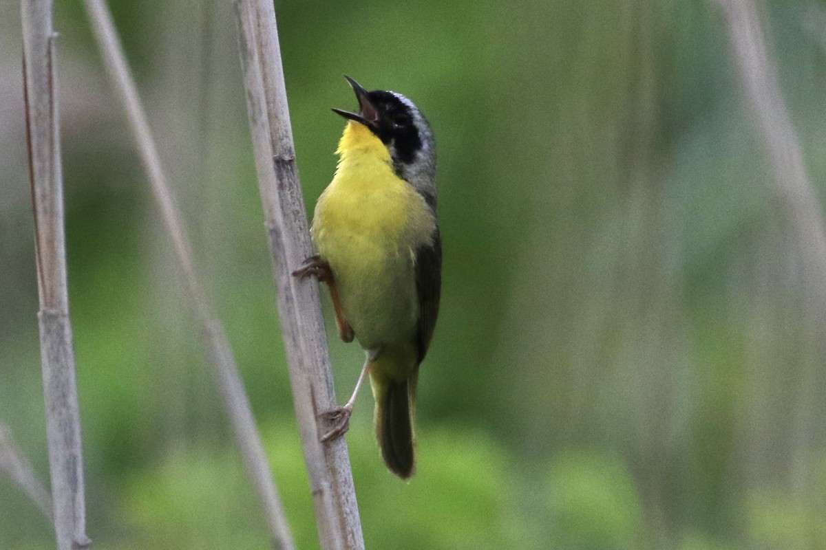 Common Yellowthroat - ML341197371