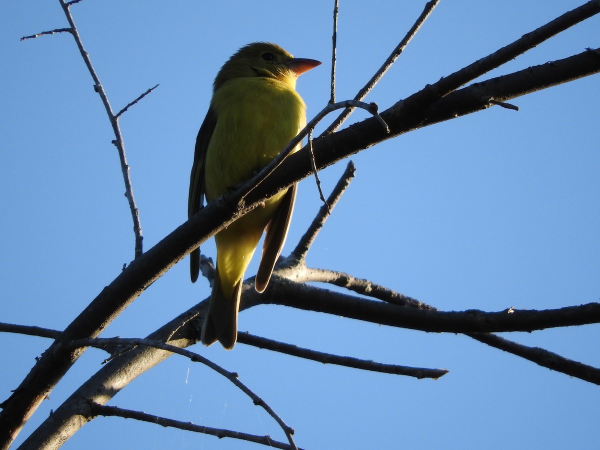 Scarlet Tanager - Scott Gibson