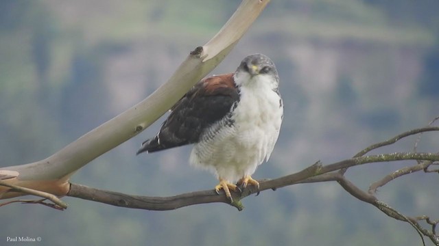 Variable Hawk - ML341199421