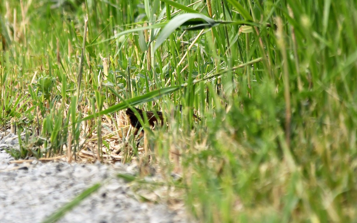 Virginia Rail - ML341199601