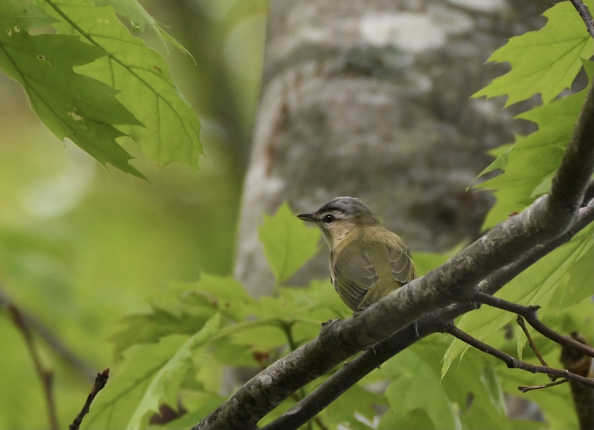 Red-eyed Vireo - ML341200431