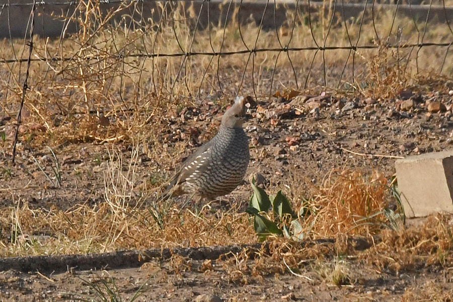 Scaled Quail - ML341203301