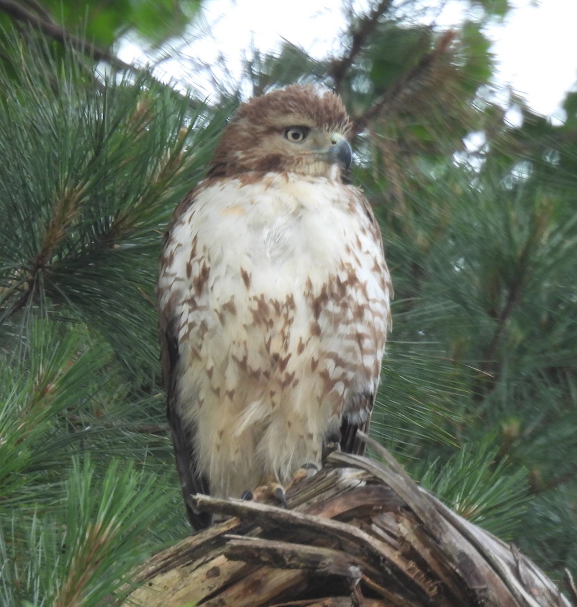 Red-tailed Hawk - ML341205101