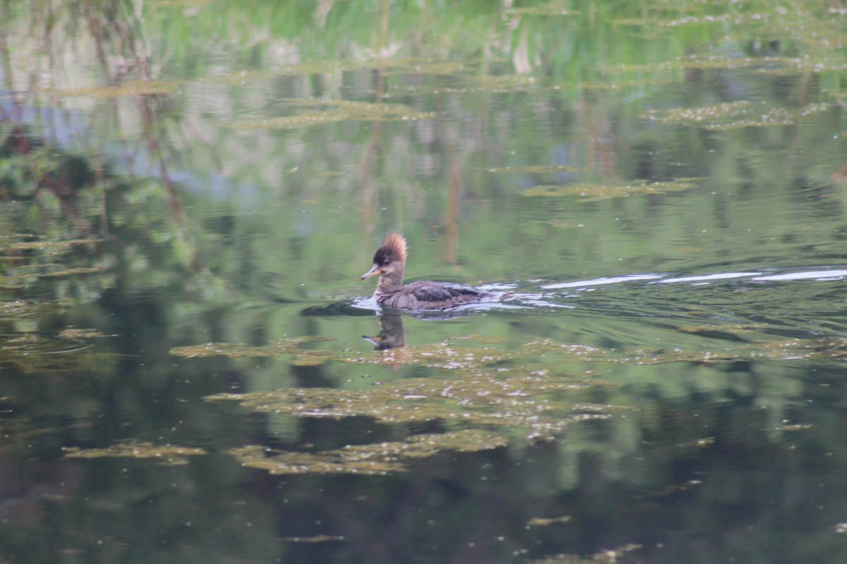 merganser sp. - Anonymous