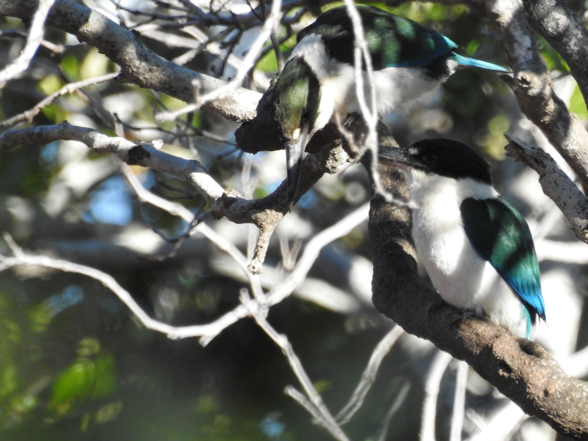 Torresian Kingfisher - ML34120731