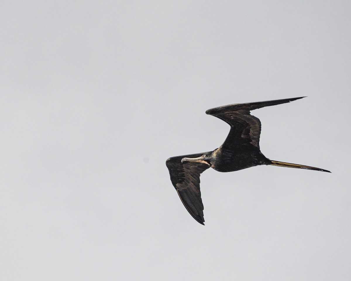 Magnificent Frigatebird - ML341210141