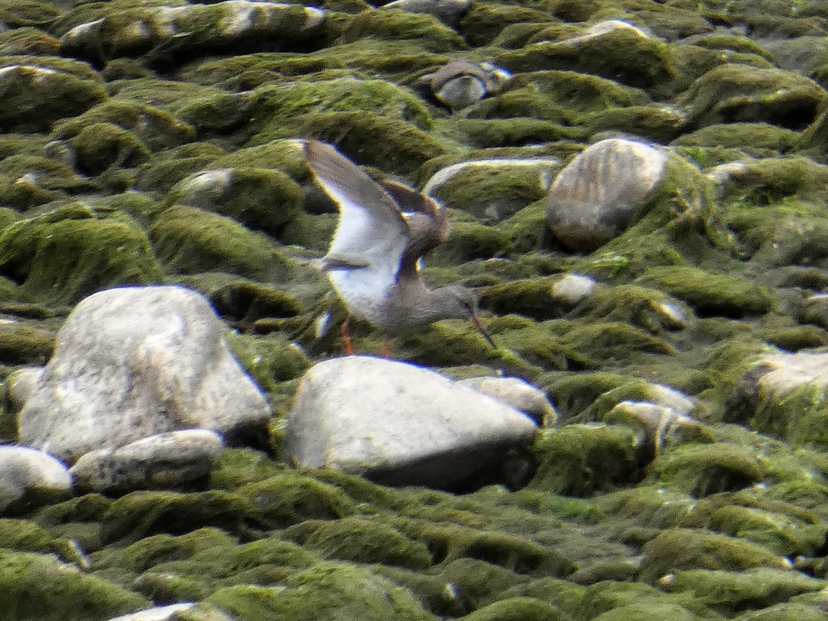 Common Redshank - ML341211311