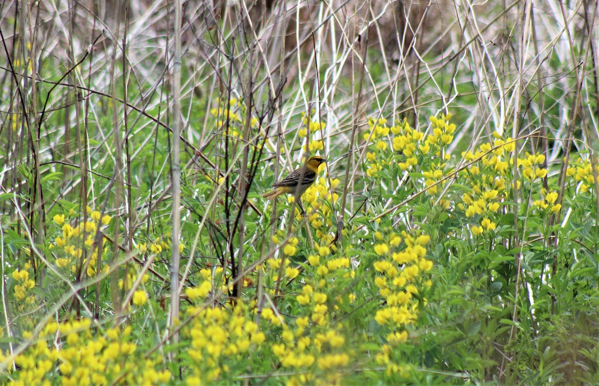 Bullock's Oriole - ML341211521