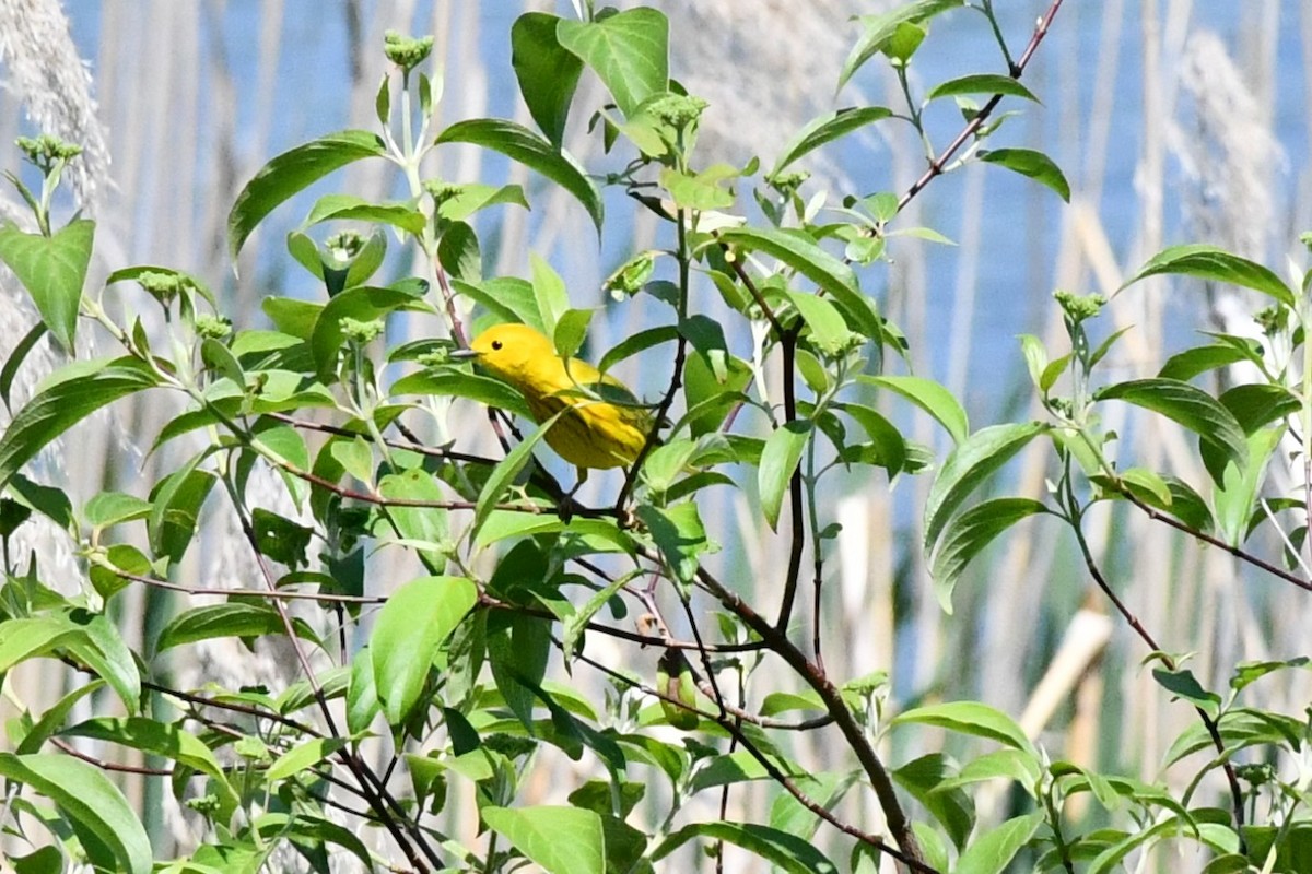 Yellow Warbler - ML341213751