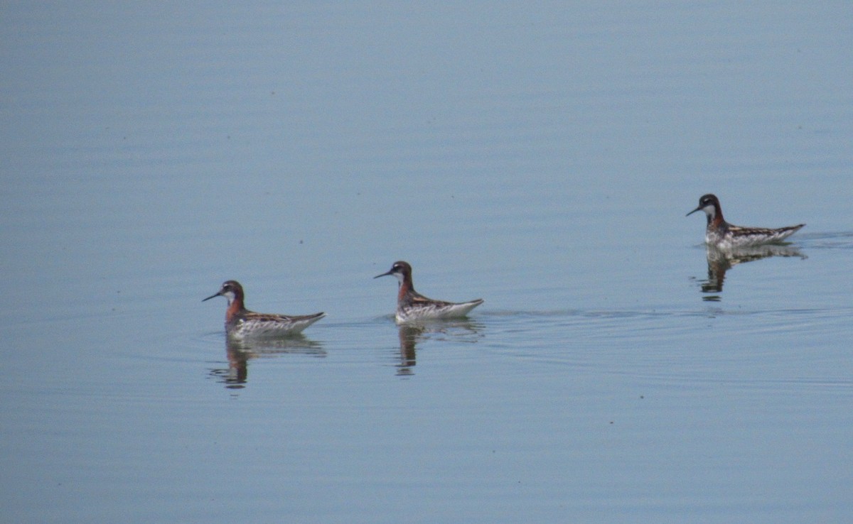 Круглоносый плавунчик - ML341214021