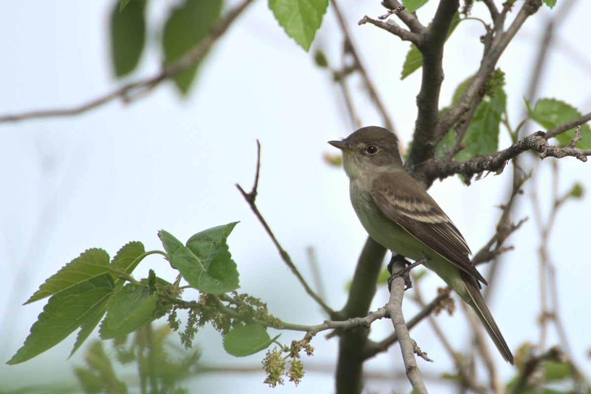 Willow Flycatcher - ML341214811