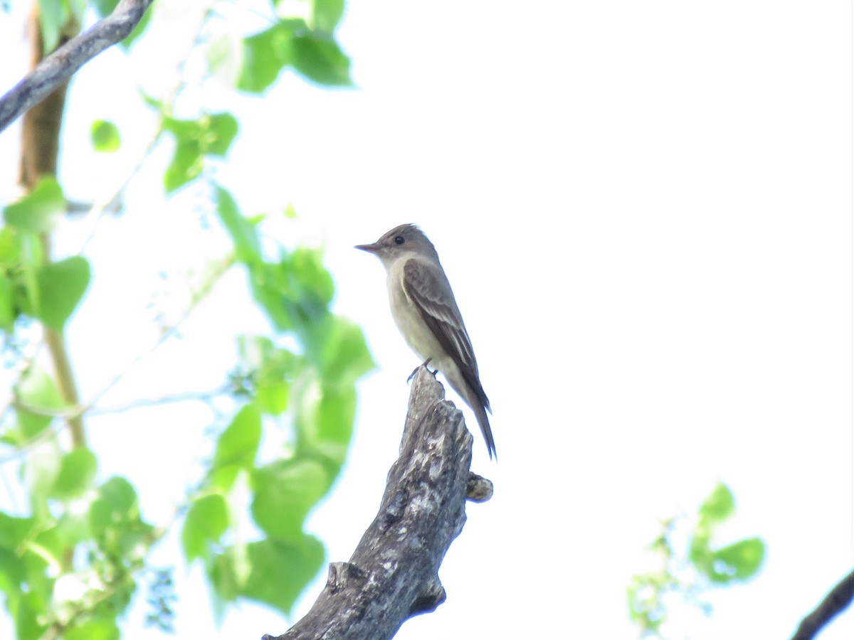 Western Wood-Pewee - ML341216931