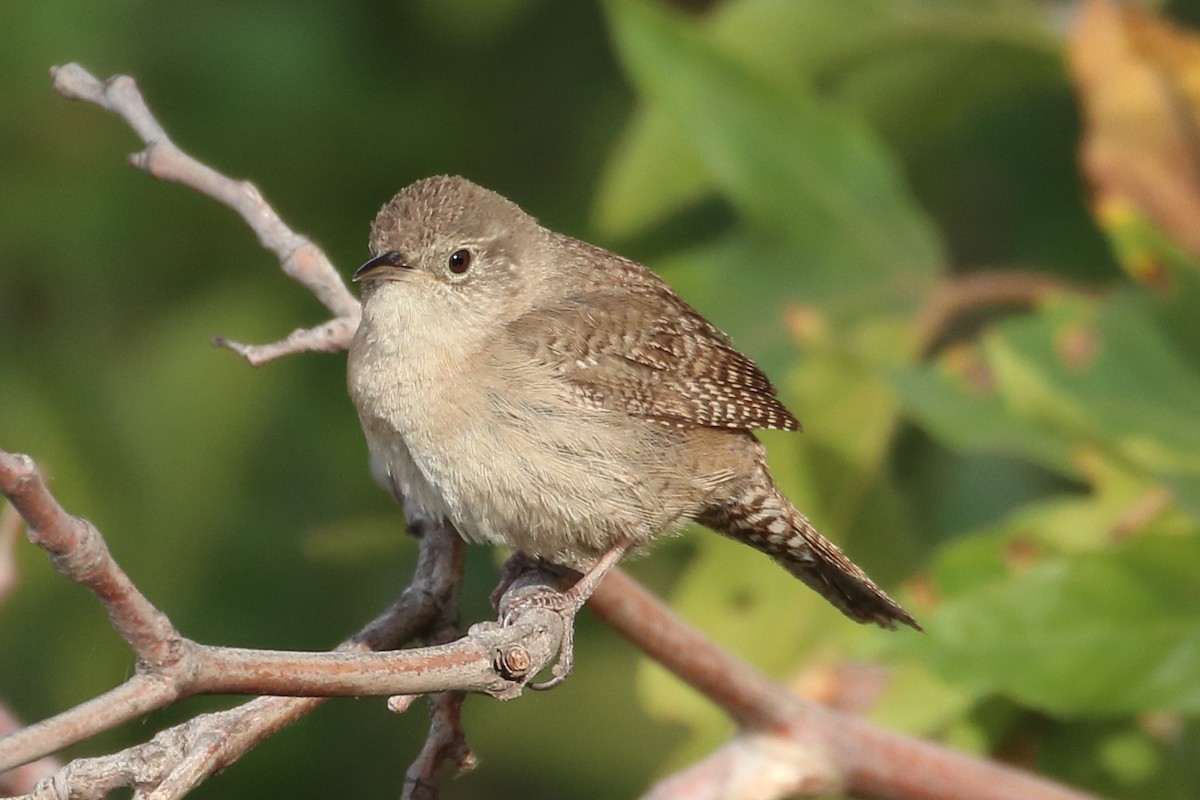 Northern House Wren - ML341216971