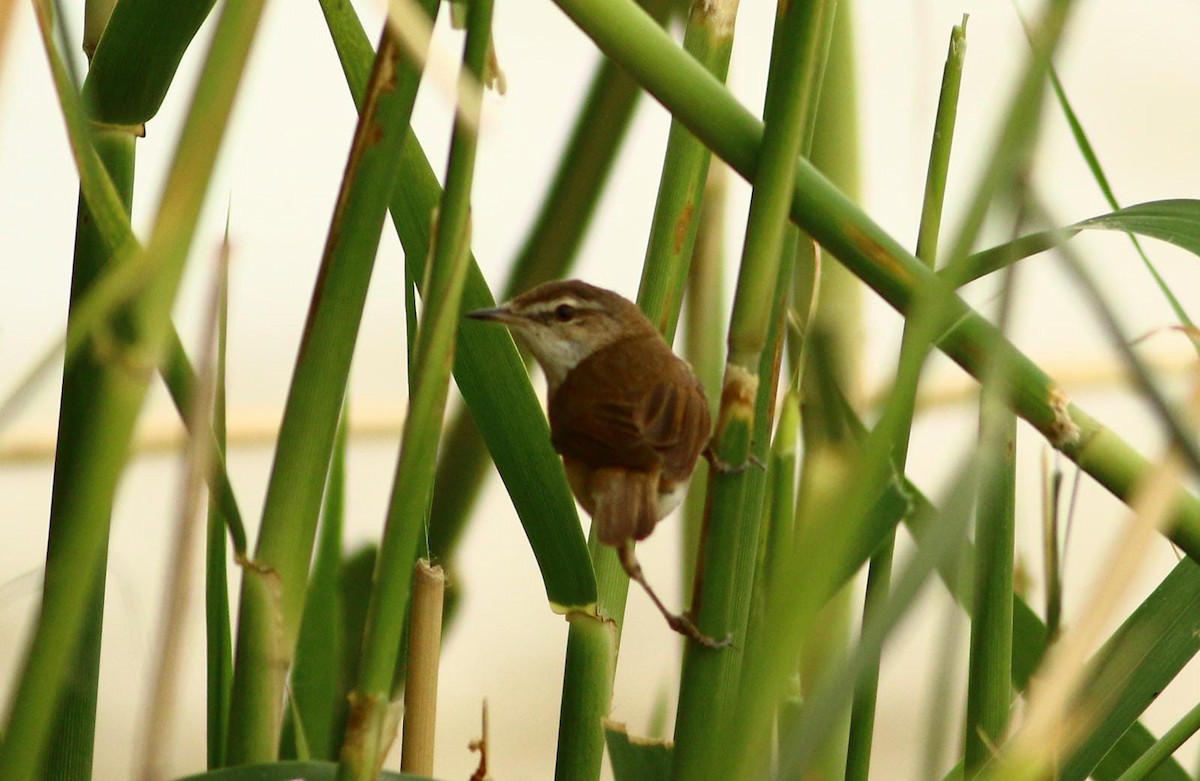 Paddyfield Warbler - ML341217681