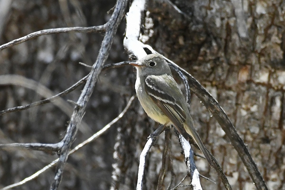 Western Flycatcher (Cordilleran) - ML341218491