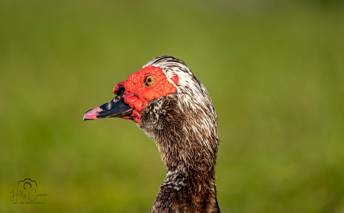 Canard musqué (forme domestique) - ML341218611