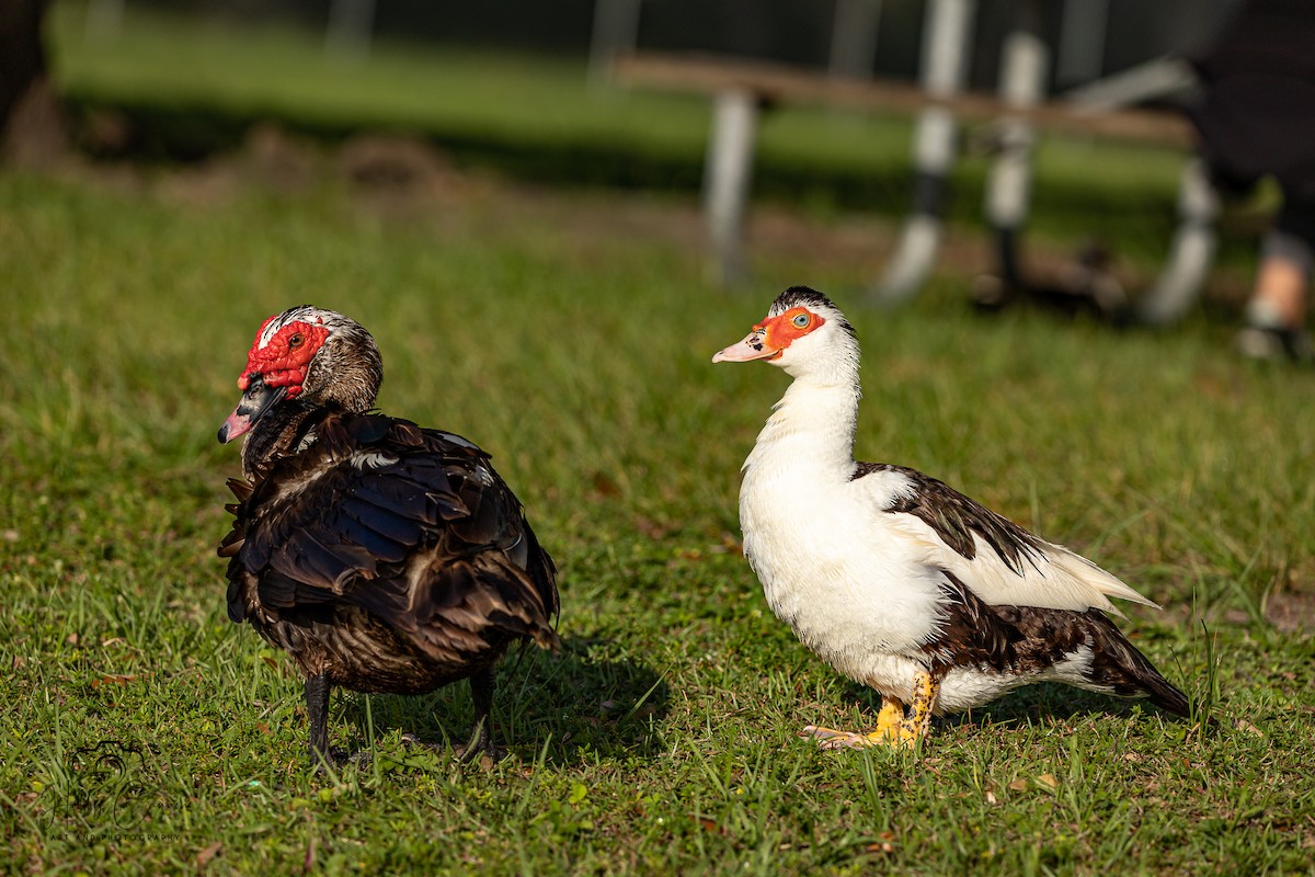 Muscovy Duck (Domestic type) - ML341218631